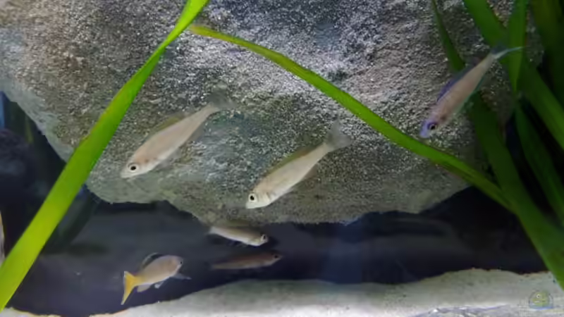 Cypri. leptosoma von Chris_R. (29)