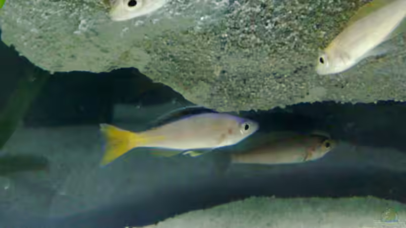 Cypri. leptosoma von Chris_R. (30)