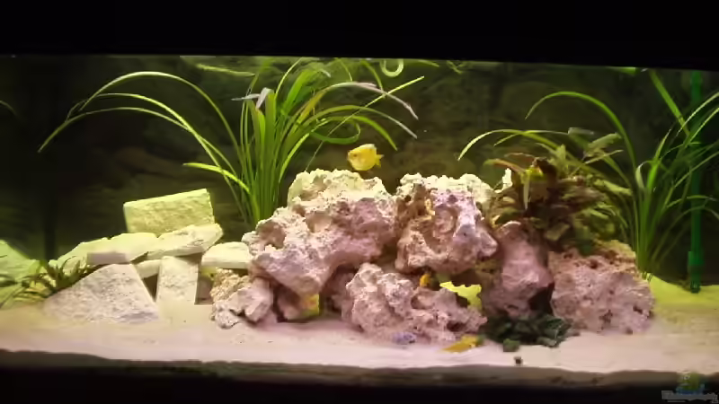 Cypri-Schwarm von Carsten Ziß (5)