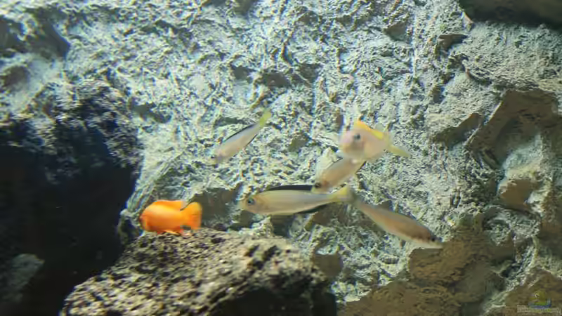 Cypri und Longior von AquaElvis (10)