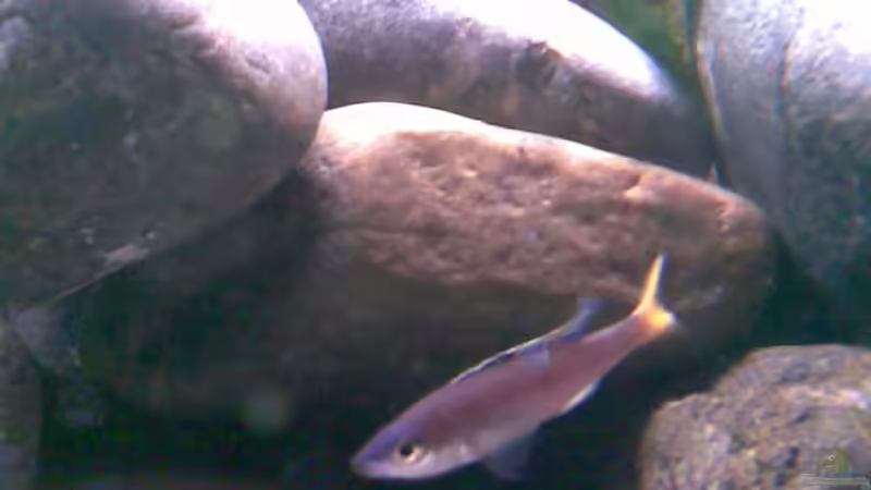 Cyprichomis mänchen von Michael Geigel (17)