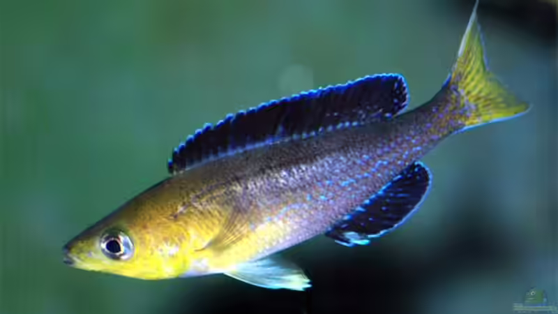 Cyprichromis - Bursche in Fahrt. .  von Volker Hebestreit (15)