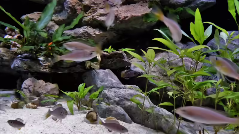 Cyprichromis  von Martina (27)