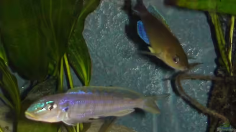 Cyprichromis Bock von xAquix (4)