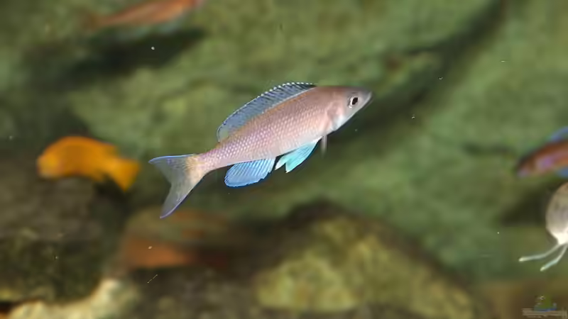 Cyprichromis Jumbo Yellow Head 2.te Farbmorphe von Yigit Nur (17)