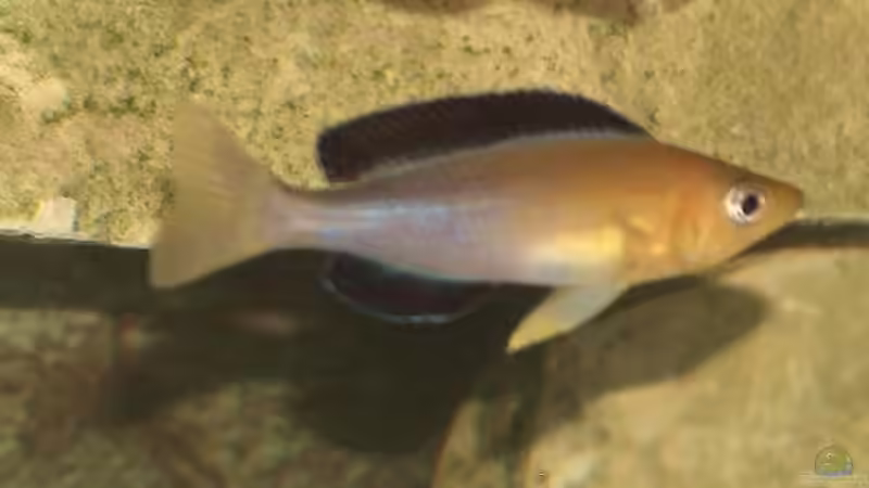 Cyprichromis Jumbo Yellow Head von Yigit Nur (11)