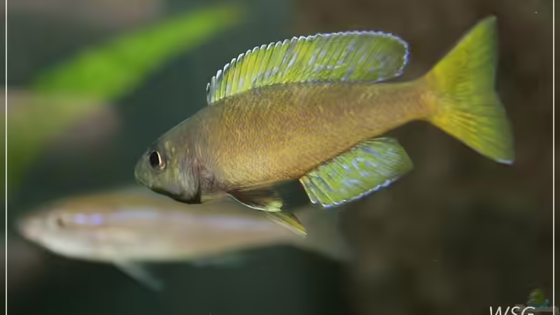 Cyprichromis leotosoma kitumba von wolf87 (16)