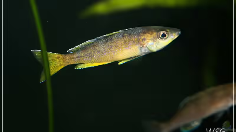 Cyprichromis leotosoma kitumba von wolf87 (17)