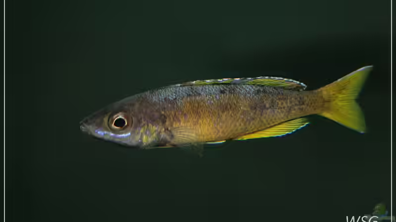 Cyprichromis leotosoma kitumba von wolf87 (19)
