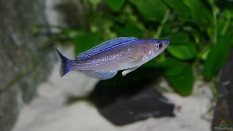 Cyprichromis Leptosoma - Bock (Blauschwanz), 29.04.09 von Patrick Bärenfaller (26)