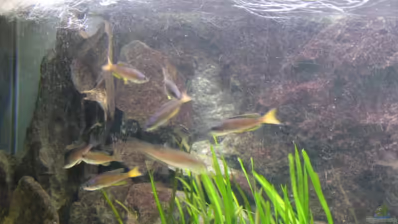 Cyprichromis leptosoma  von Frank Muth (4)