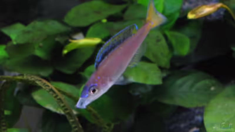 Cyprichromis leptosoma blue flash Bock von Marco Hunziker (10)