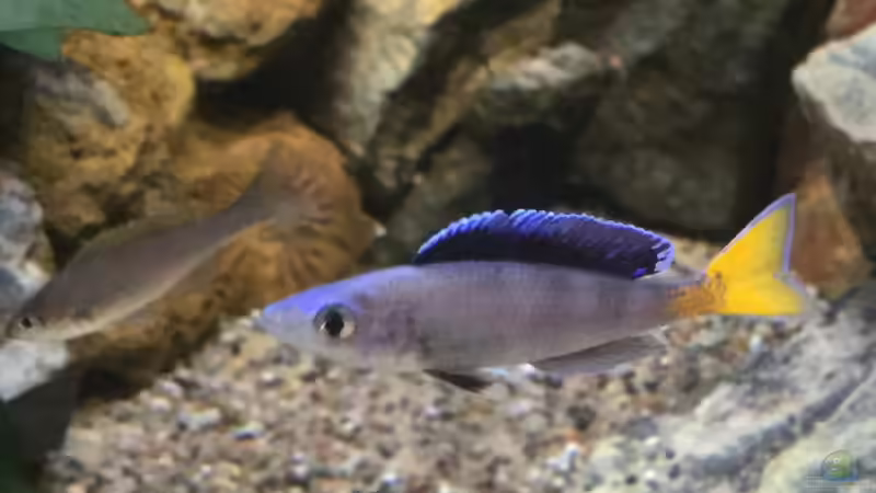 Cyprichromis Leptosoma blue flash Isanga  von Steffi66 (39)