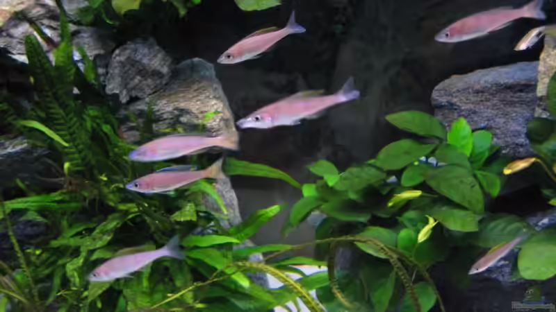 Cyprichromis leptosoma ´blue flash´ von Marco Hunziker (14)