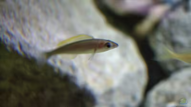 Aquarien mit Cyprichromis leptosoma (Blauer Heringscichlide)