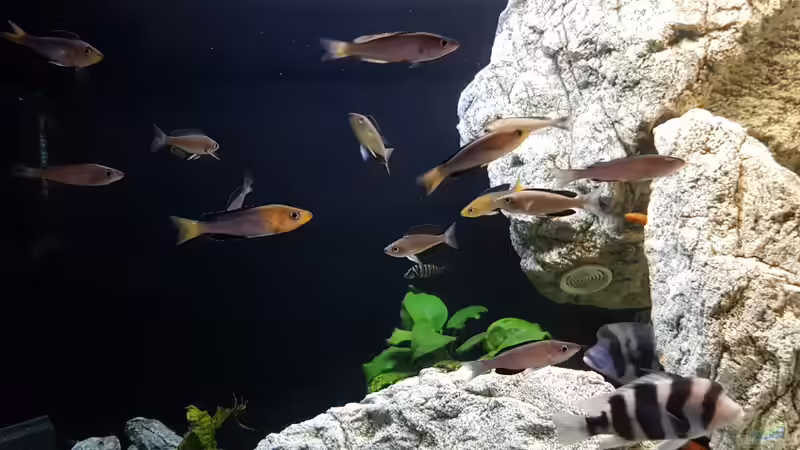 Cyprichromis Leptosoma (Jumbo Kachese) von TH (10)