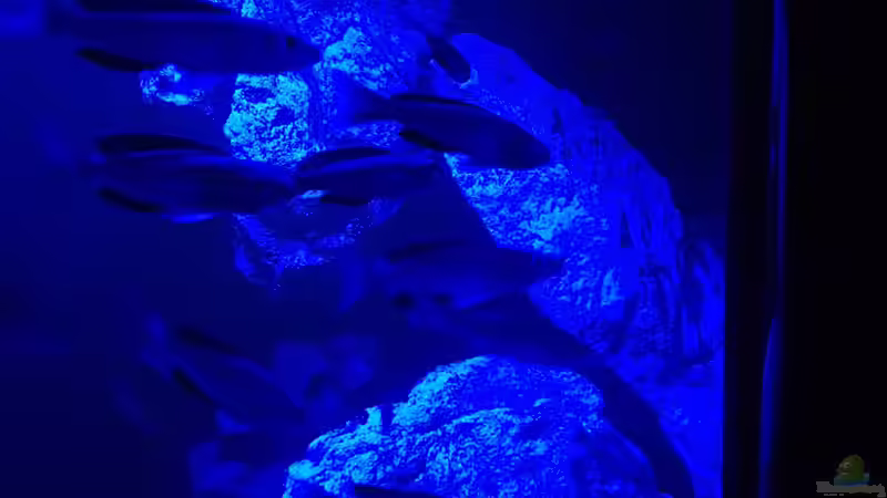 Cyprichromis Leptosoma (Jumbo Kachese) von TH (11)