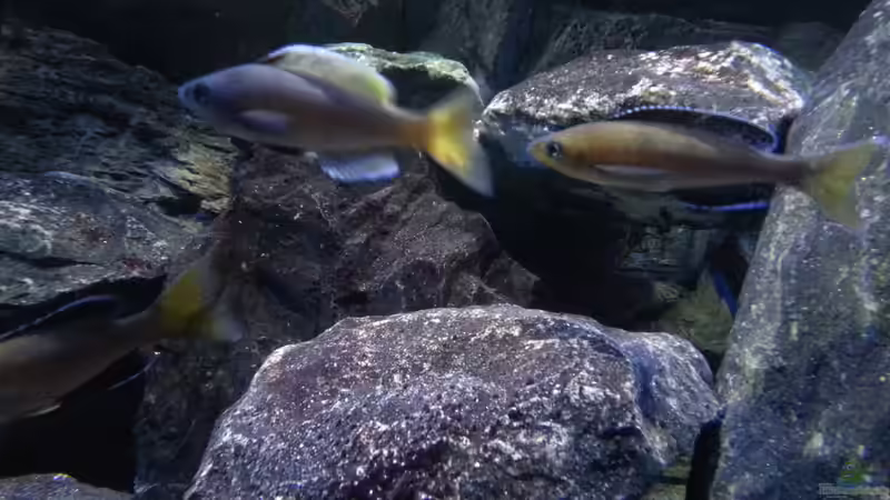 Cyprichromis leptosoma ´jumbo´ yellow head mpimpwe von Bitman (57)