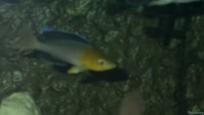 Cyprichromis Leptosoma (jumbo Yellowhead) von Thomas Kowollik (17)