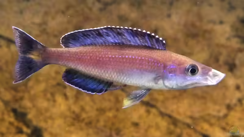 Cyprichromis leptosoma Kitumba von axolotl (105)