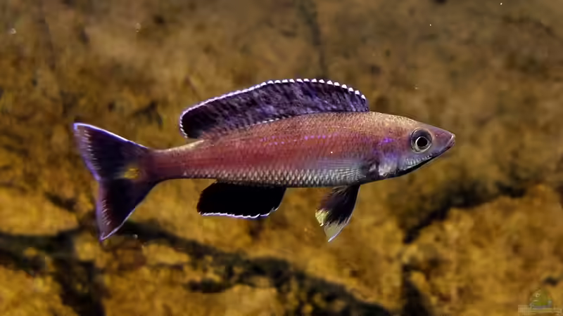 Cyprichromis leptosoma Kitumba von axolotl (106)
