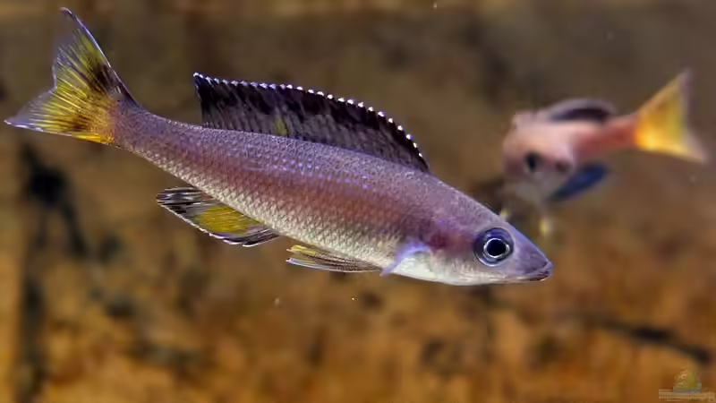 Cyprichromis leptosoma Kitumba von axolotl (107)