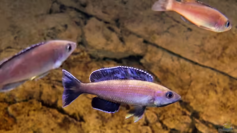 Cyprichromis leptosoma Kitumba von axolotl (108)