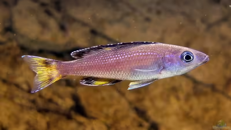 Cyprichromis leptosoma Kitumba von axolotl (109)