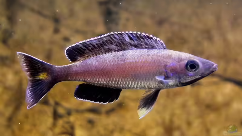 Cyprichromis leptosoma Kitumba von axolotl (112)