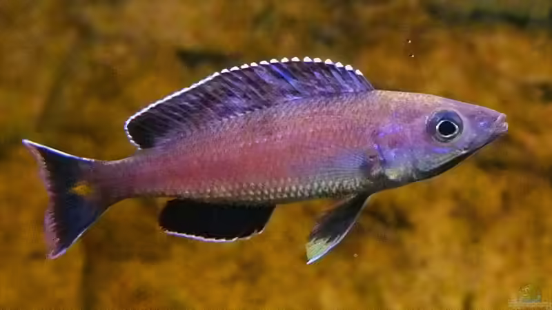 Cyprichromis leptosoma Kitumba von axolotl (113)