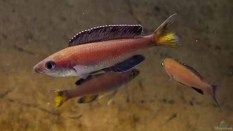 Cyprichromis leptosoma Kitumba von axolotl (114)