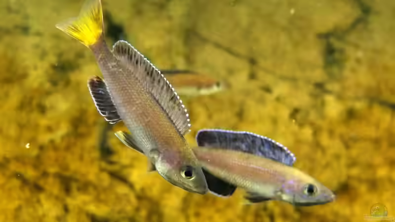 Cyprichromis leptosoma Kitumba von axolotl (118)