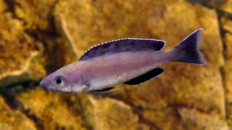 Cyprichromis leptosoma Kitumba von axolotl (121)