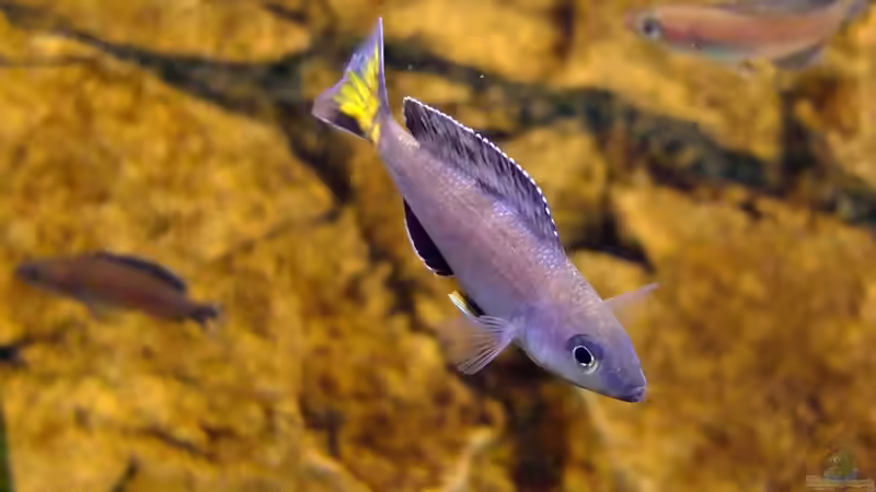 Cyprichromis leptosoma Kitumba von axolotl (123)