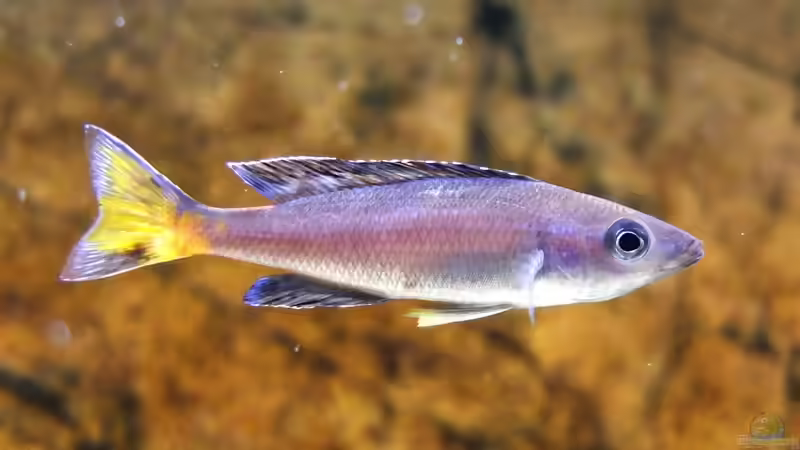 Cyprichromis leptosoma Kitumba von axolotl (124)
