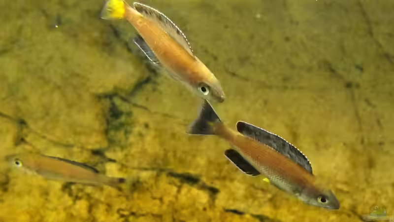 Cyprichromis leptosoma Kitumba von axolotl (126)