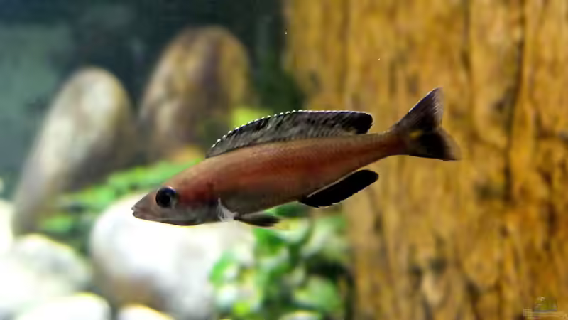 Cyprichromis leptosoma Kitumba von axolotl (130)