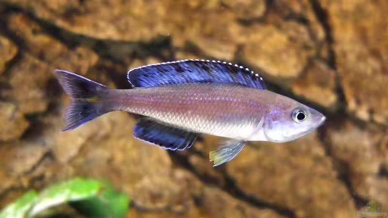 Cyprichromis leptosoma Kitumba von axolotl (133)