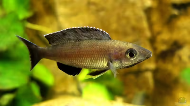 Cyprichromis leptosoma Kitumba von axolotl (136)