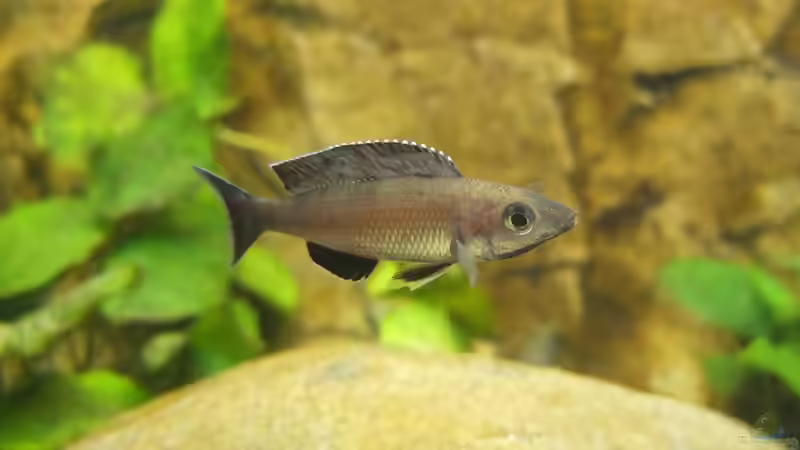 Cyprichromis leptosoma Kitumba von axolotl (141)