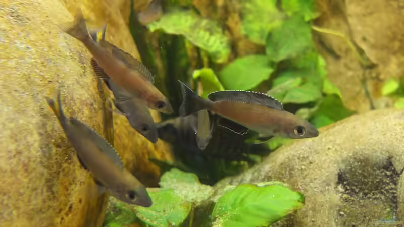 Cyprichromis leptosoma Kitumba von axolotl (145)