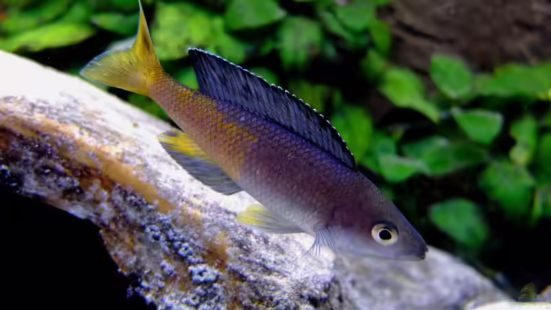 Cyprichromis leptosoma Kitumba von axolotl (16)