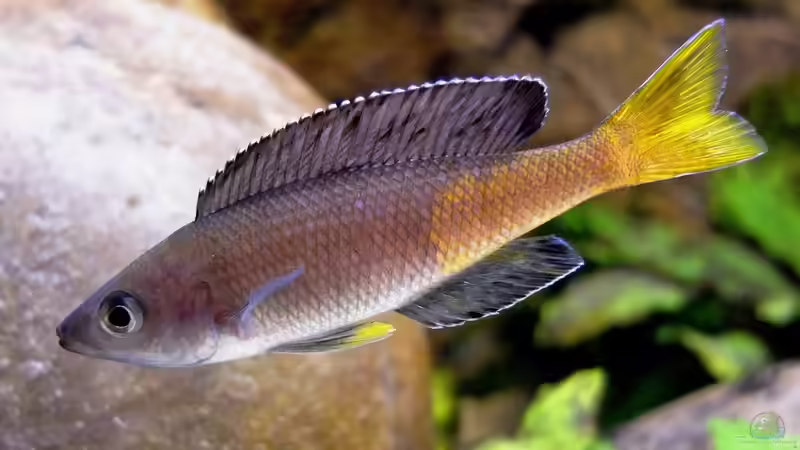 Cyprichromis leptosoma Kitumba von axolotl (18)