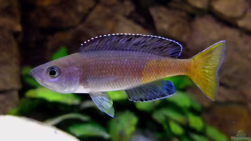 Cyprichromis leptosoma Kitumba von axolotl (19)