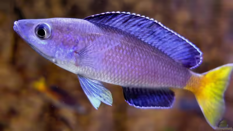 Cyprichromis leptosoma Kitumba von axolotl (22)