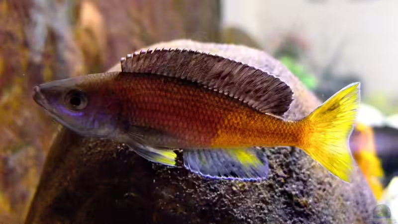 Cyprichromis leptosoma Kitumba von axolotl (28)