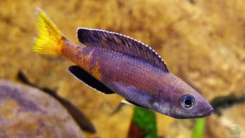 Cyprichromis leptosoma Kitumba von axolotl (32)