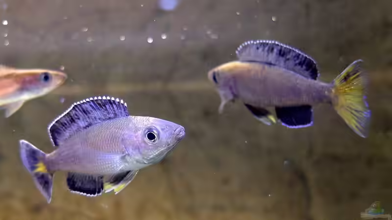 Cyprichromis leptosoma Kitumba von axolotl (34)