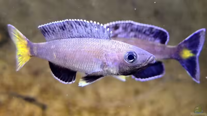 Cyprichromis leptosoma Kitumba von axolotl (35)