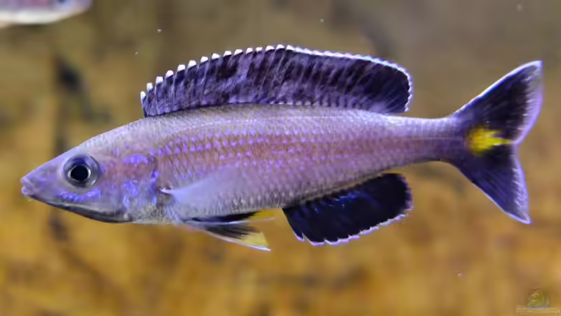 Cyprichromis leptosoma Kitumba von axolotl (37)
